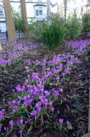 Crocuses in bloom